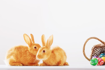 rabbits with Easter eggs on white background