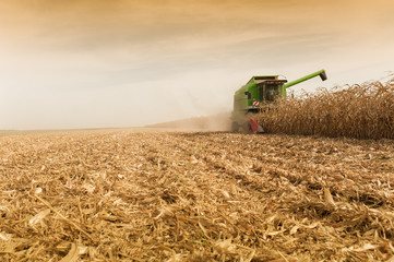 Corn harvesting at field