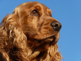 chien cocker spaniel
