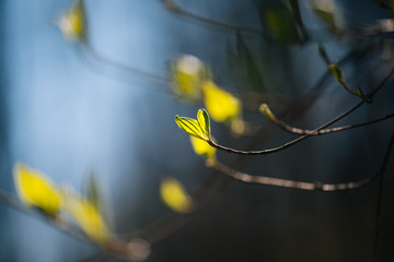 Abstract macro close up shot of tree leaves and buds. Back light and short depth of field. Selective focus. Creamy background.