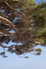 Detail of pine tree nearby the sea