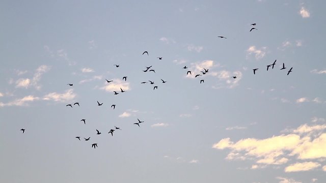 flock Eurasian wigeon migrate/flock Eurasian wigeon migrate, beautiful sunrise, clouds