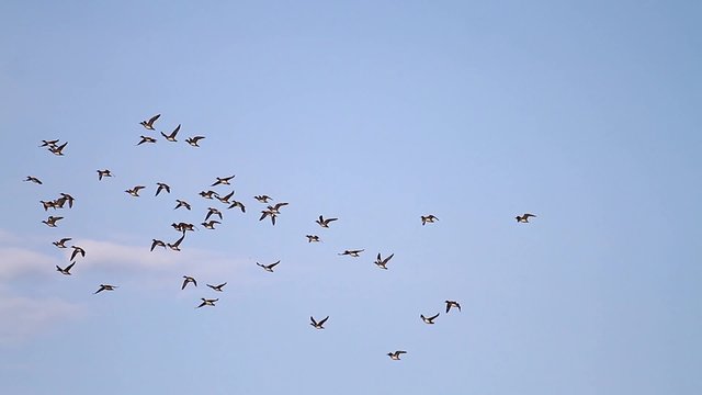 flock of wild ducks migrate/flock of wild ducks migrate,morning flyght