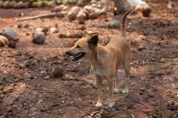 street dog in coconut farm Thailand