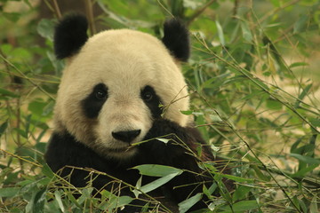 Obraz premium Panda
