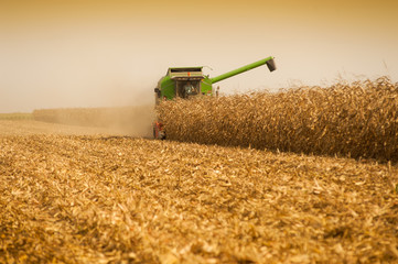 Corn harvesting time
