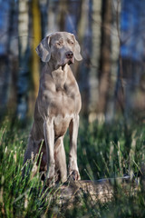 weimaraner dog outdoors in spring