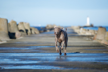 weimaraner dog running outdoors