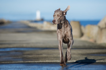 weimaraner dog running outdoors