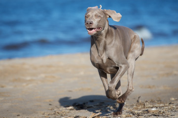weimaraner dog running on a beach