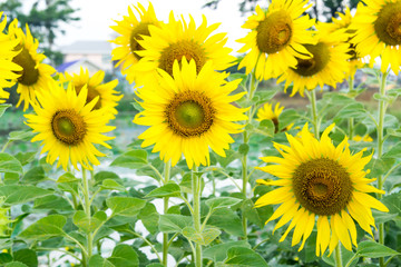 Obraz premium Sunflower blossom