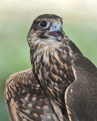 Saker's Falcon