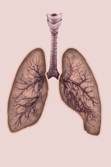 Illustrazione di polmoni, trachea e bronchi