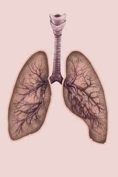 Illustrazione di polmoni, trachea e bronchi