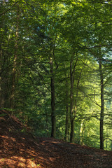 Fototapeta na wymiar .Beautiful view in the mountain forests of the Black Forest.Germany.