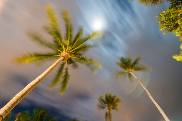 Waving palms at the wind, night light
