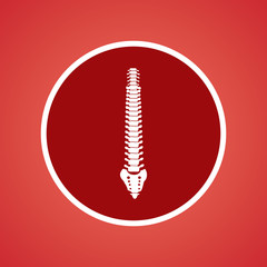 Spinal Cord  Icon