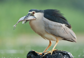 Black crowned night heron standing on the dead wood with fish in the beak, clean green background,...