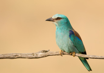 European roller perching on the branch, clean yellow background, Hungary, Europe
