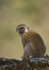 Velvet monkey sitting on the tree branch, looking at the photographer, Tanzania, Africa