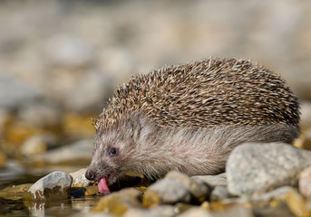 European hedgehog drinking water, with open mouth and pink tongue, clean background, Slovakia, Europe