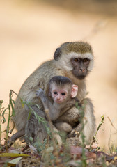 Naklejka na ściany i meble Velvet monkey sitting on the ground, taking care of their baby, clean background, Tanzania, Afriva