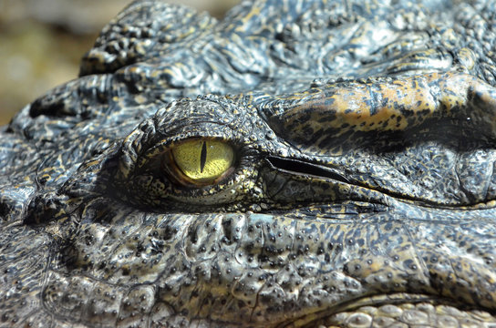 The Eye of a crocodile