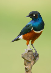 Superb starling standing on the water pipe, clean green background, Kenya, Africa