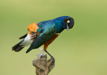 Courious superb starling standing on the water pipe, clean green background, Kenya, Africa