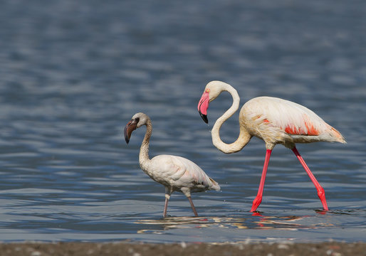 Greater flamingo with young one walking in the water, clean blue background, Kenya, Africa