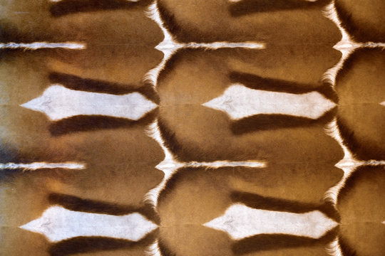 springbok skin backgground