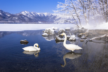 厳冬期の屈斜路湖と白鳥