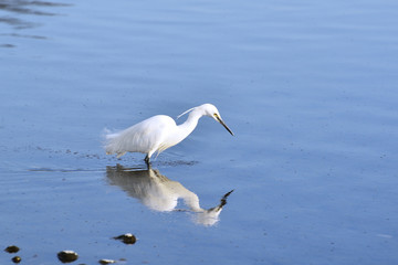 Egret reflecting itself on surface of the river.