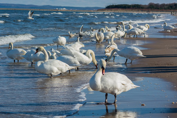 Łabędzie nad Morzem Bałtyckim w Świnoujściu © Pawel Gruntowicz