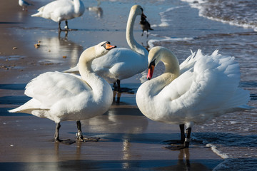 Fototapeta premium Łabędzie nad Morzem Bałtyckim w Świnoujściu
