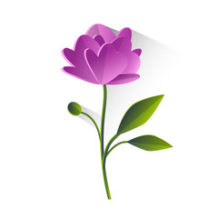 Fototapeta premium Peony Flower Violet Green Leaf Isolated