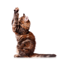 Kitten playing