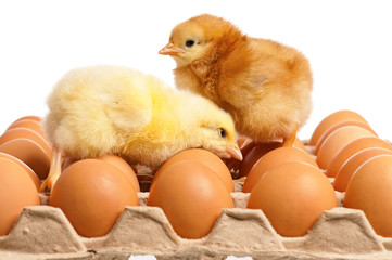 Fototapeta premium Newborn chick with fresh eggs