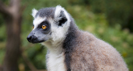 Naklejka na ściany i meble Ring-Tailed Lemur in the Prague Zoo, Czech Republic