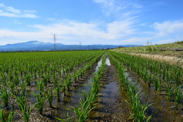 田園風景／山形県の庄内地方で、田植え２週間後の田園風景を撮影した写真です。