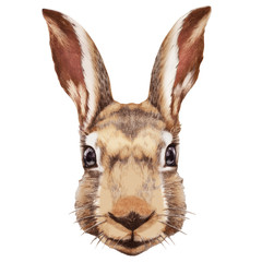 Portrait of Rabbit. Hand-drawn illustration, digitally colored. © Victoria Novak