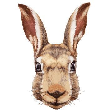 Portrait of Rabbit. Hand-drawn illustration, digitally colored.