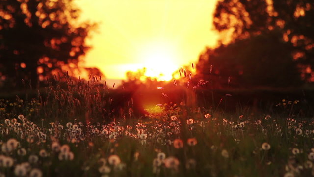 Perfect Spring Meadow At Sunset Deep In The Countryside