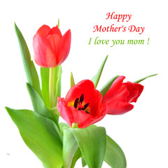 Mother day.Red tulips for Mother's Day.Tulip. Red tulips, bouquet of tulips, tulips macro, tulips in bouquet, beautiful tulips, colorful tulips, green tulips petals, tulips isolated tulips on white.