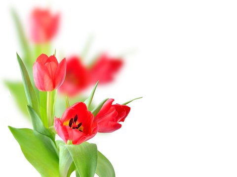 Tulip. Red tulips, bouquet of tulips, tulips macro, tulips in bouquet, beautiful tulips, colorful tulips, green tulips petals, tulips on white, isolated tulips on white background.