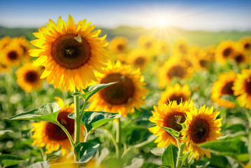 Sunflower_field 
