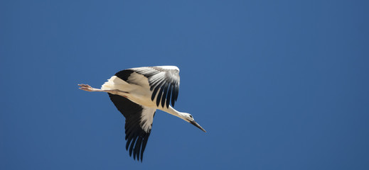 Almudevar (Aragon, Spain): stork
