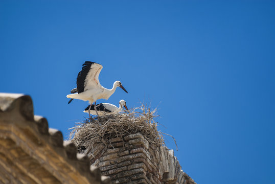 Storks on the nest in Aragon