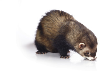 Nice dark ferret male on white background