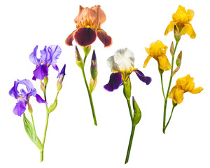 Various colorful irises